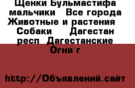 Щенки Бульмастифа мальчики - Все города Животные и растения » Собаки   . Дагестан респ.,Дагестанские Огни г.